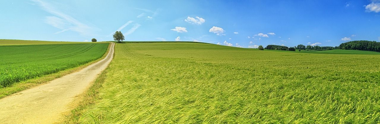 campo de dinero